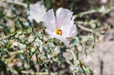 Prickly Poppy Big Bend NP 2023